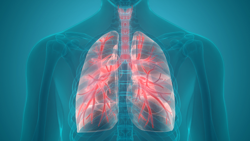 Picture of the Pulmonary System on Human Anatomy image.